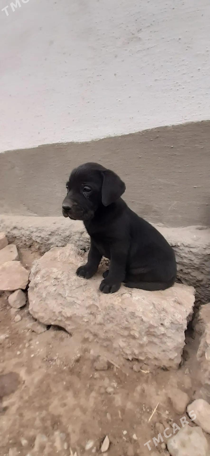 лабрадор - Туркменабат - img 1