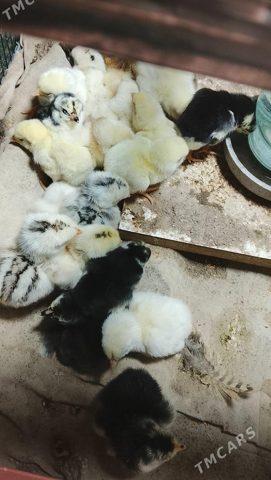 baes juje satlyk linyasy ozbek - Türkmenabat - img 1