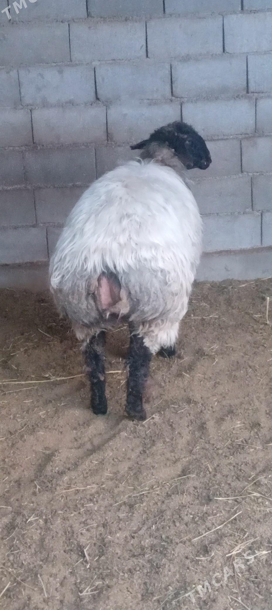 goýun - Gökdepe - img 1