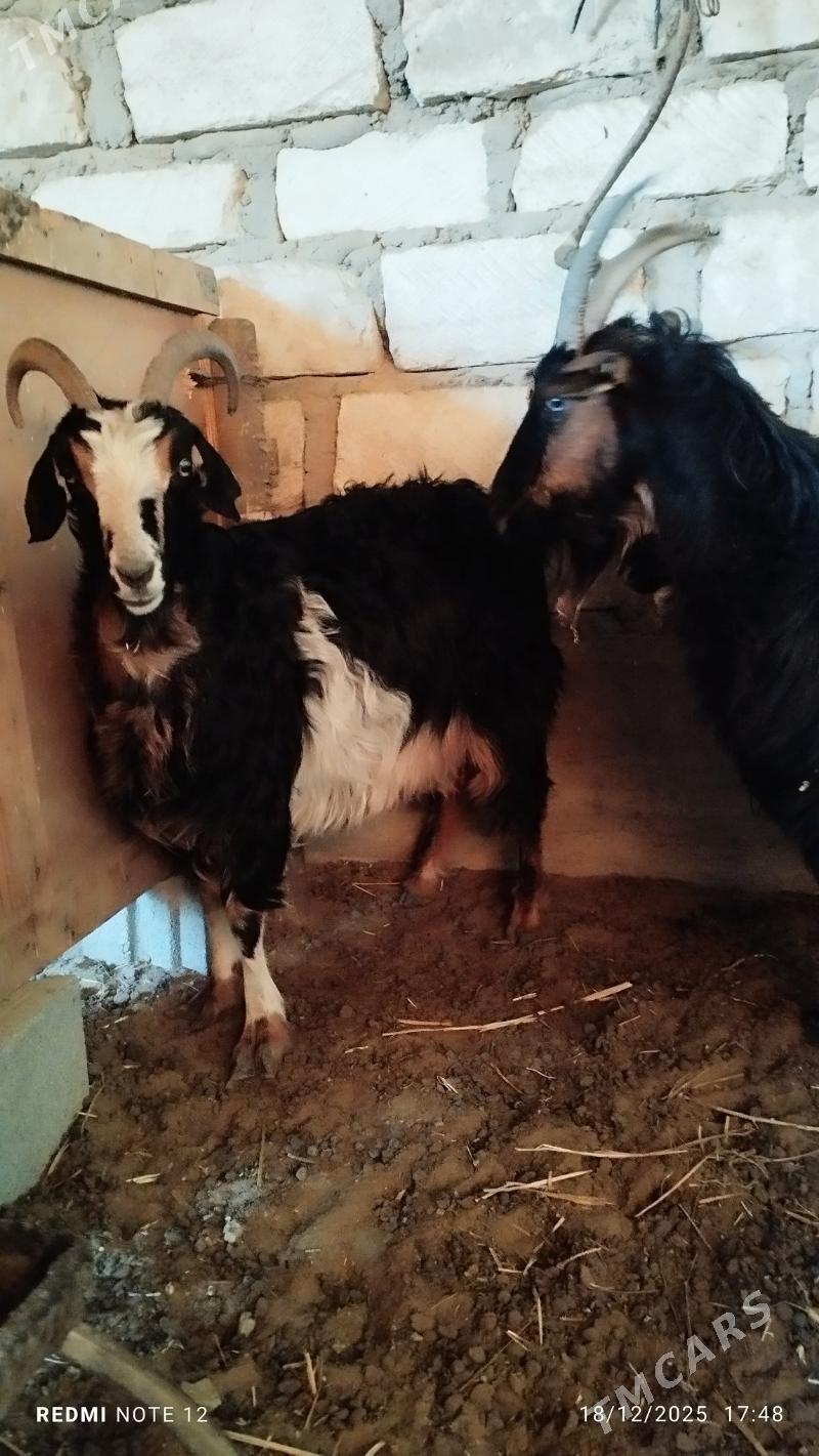 Bogaz geciler - Гумдаг - img 1