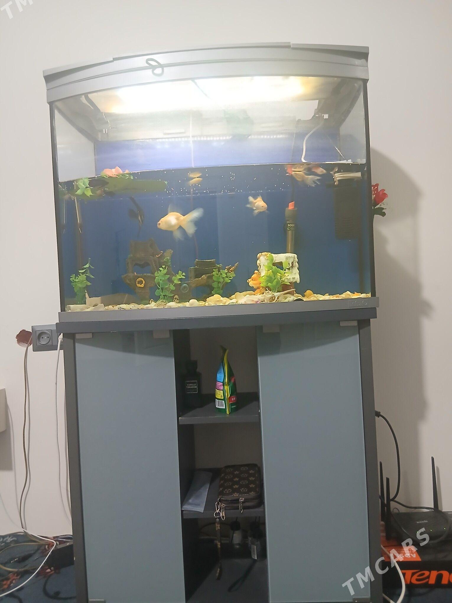 аквариум - Болдумсаз - img 1