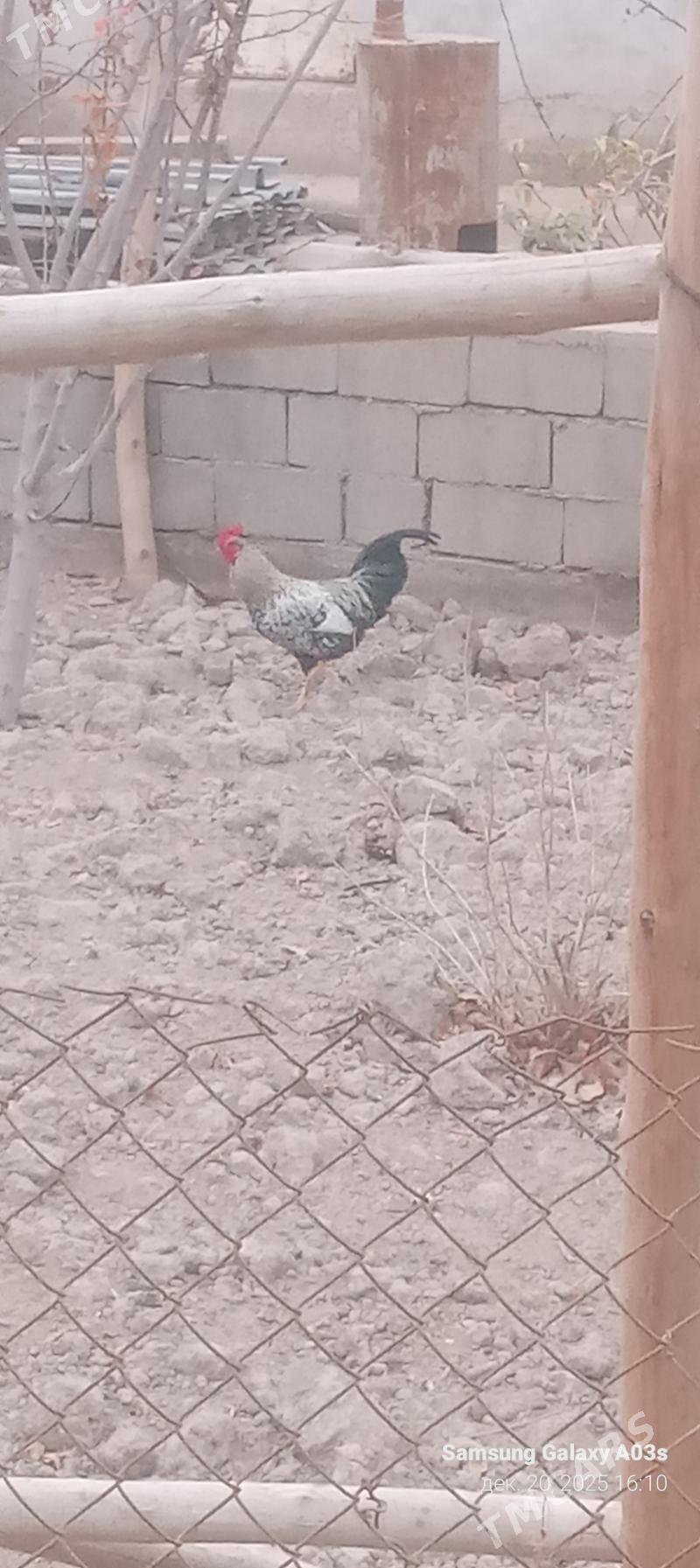 HORAZ - Дашогуз - img 1