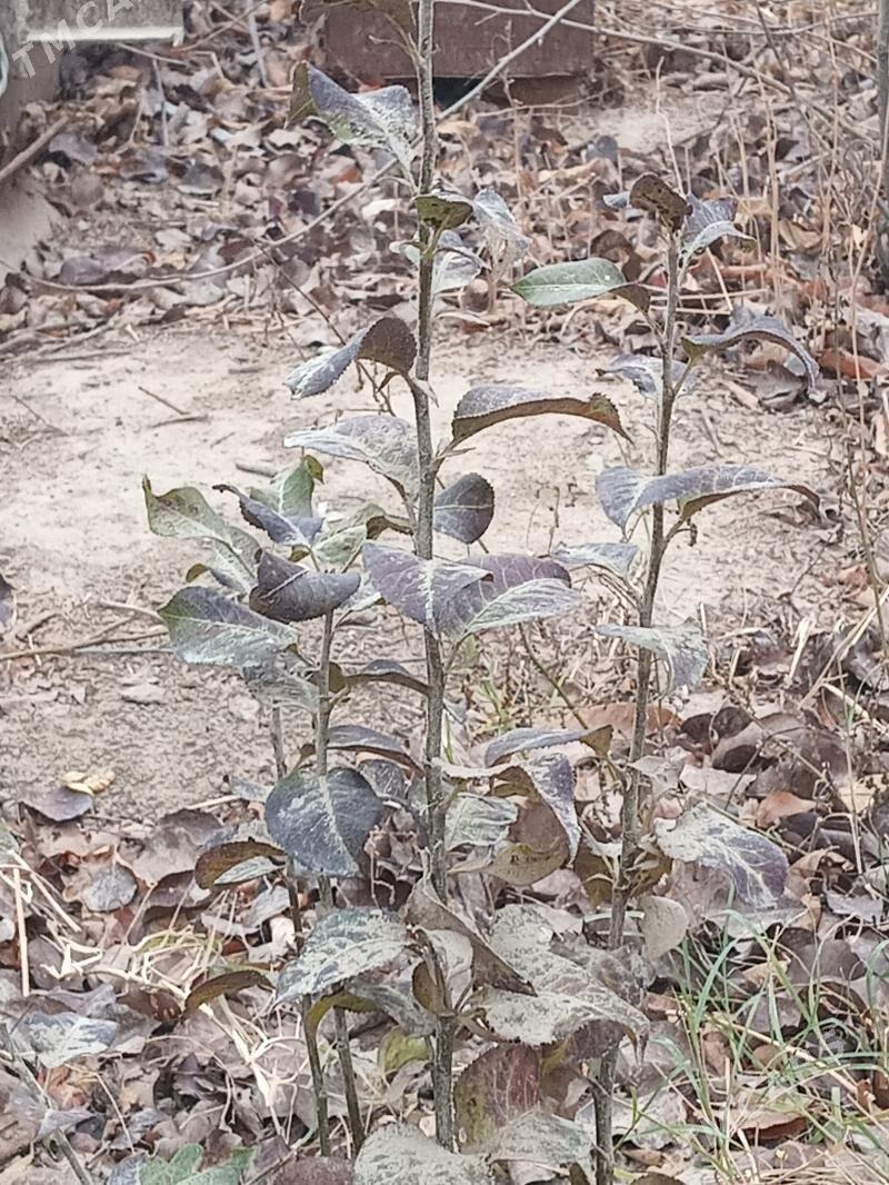 двухсторонняя пила - Gyzylarbat - img 1