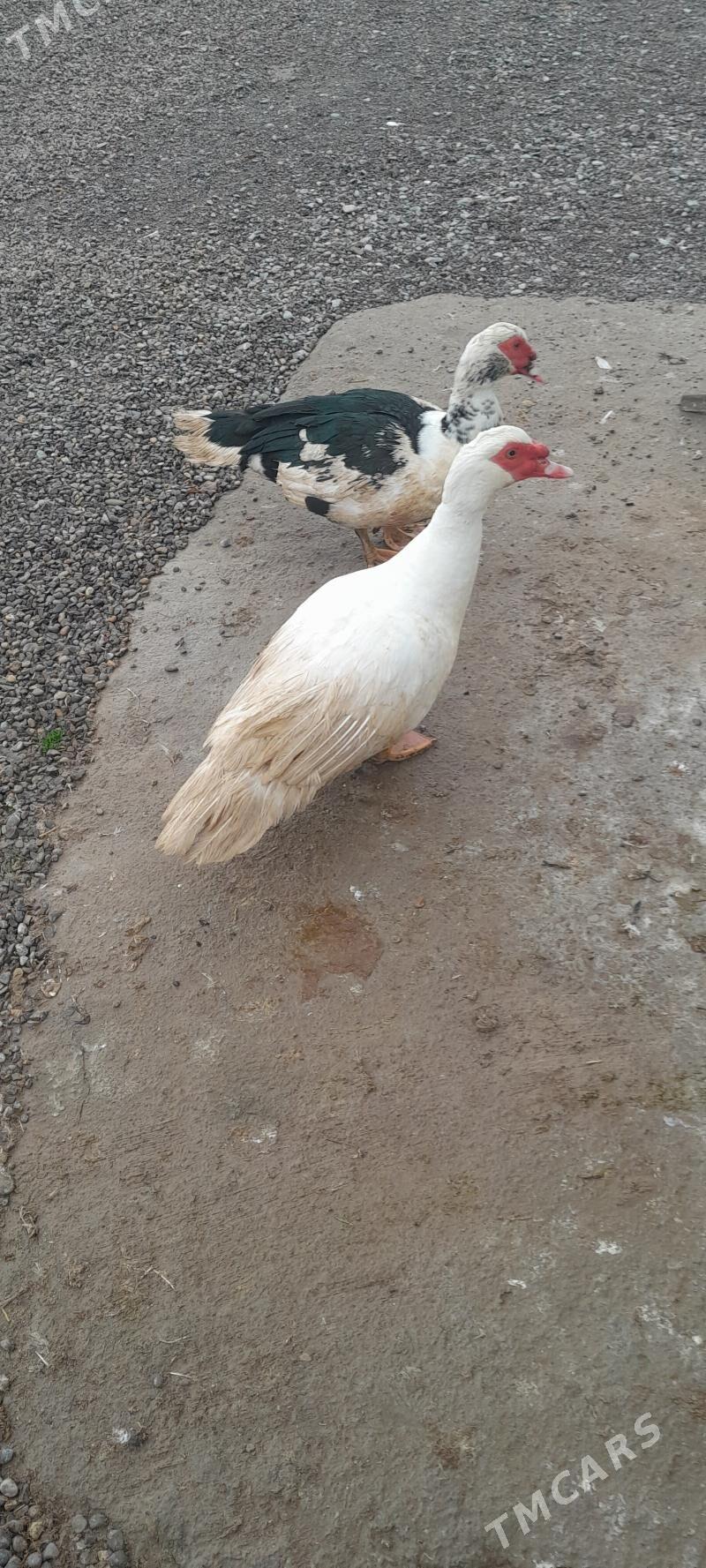 ordek - Kaka - img 1