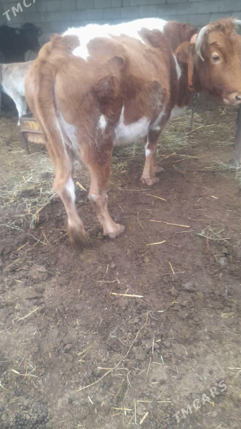 sygyr we tuwe - Bäherden - img 1