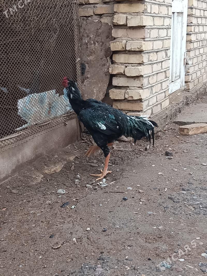 GaxGaty Gazak - Мары - img 1