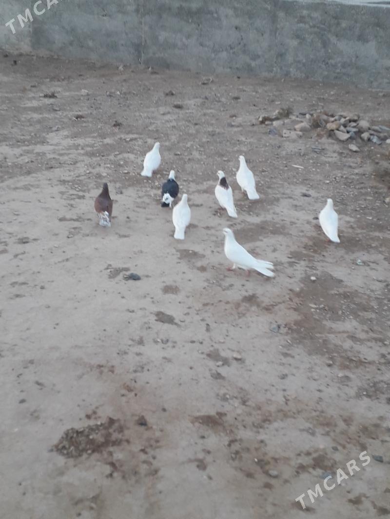 kepderi - Gyzylarbat - img 1