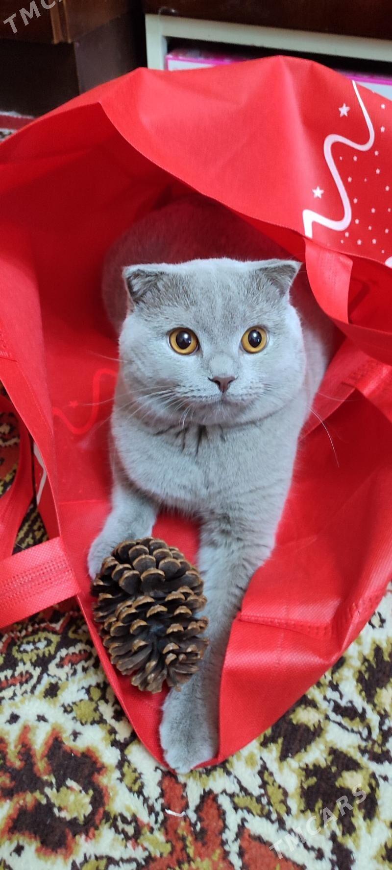 шотландский скотиш фолд - Aşgabat - img 1