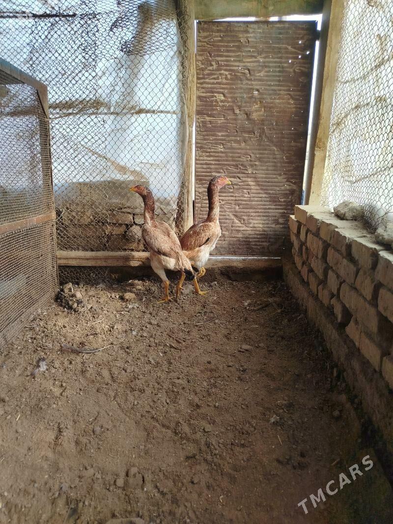 baysy juje - Baýramaly - img 1