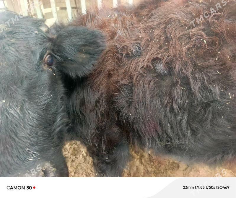 yagdayy gowy 4aylyk - Büzmeýin - img 1