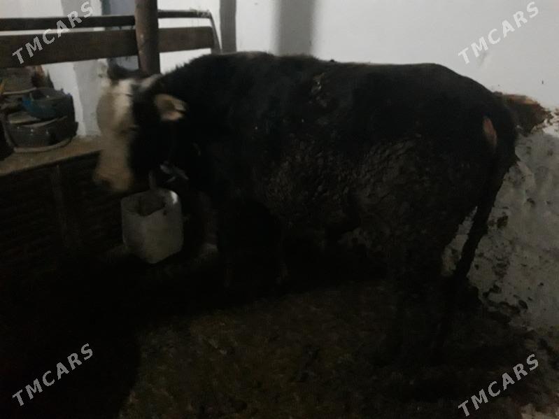 2 okuz - Gyzylarbat - img 1