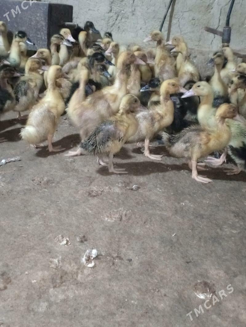 ördek gak gak - Murgap - img 1