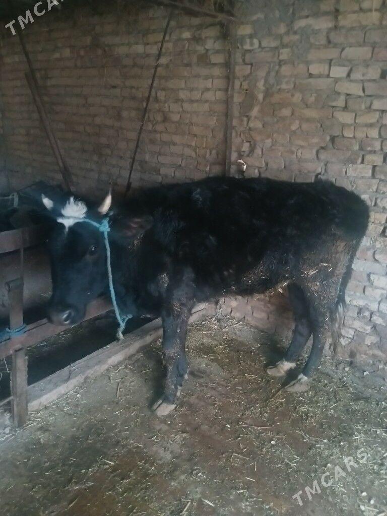 unajyn - Çärjew - img 1