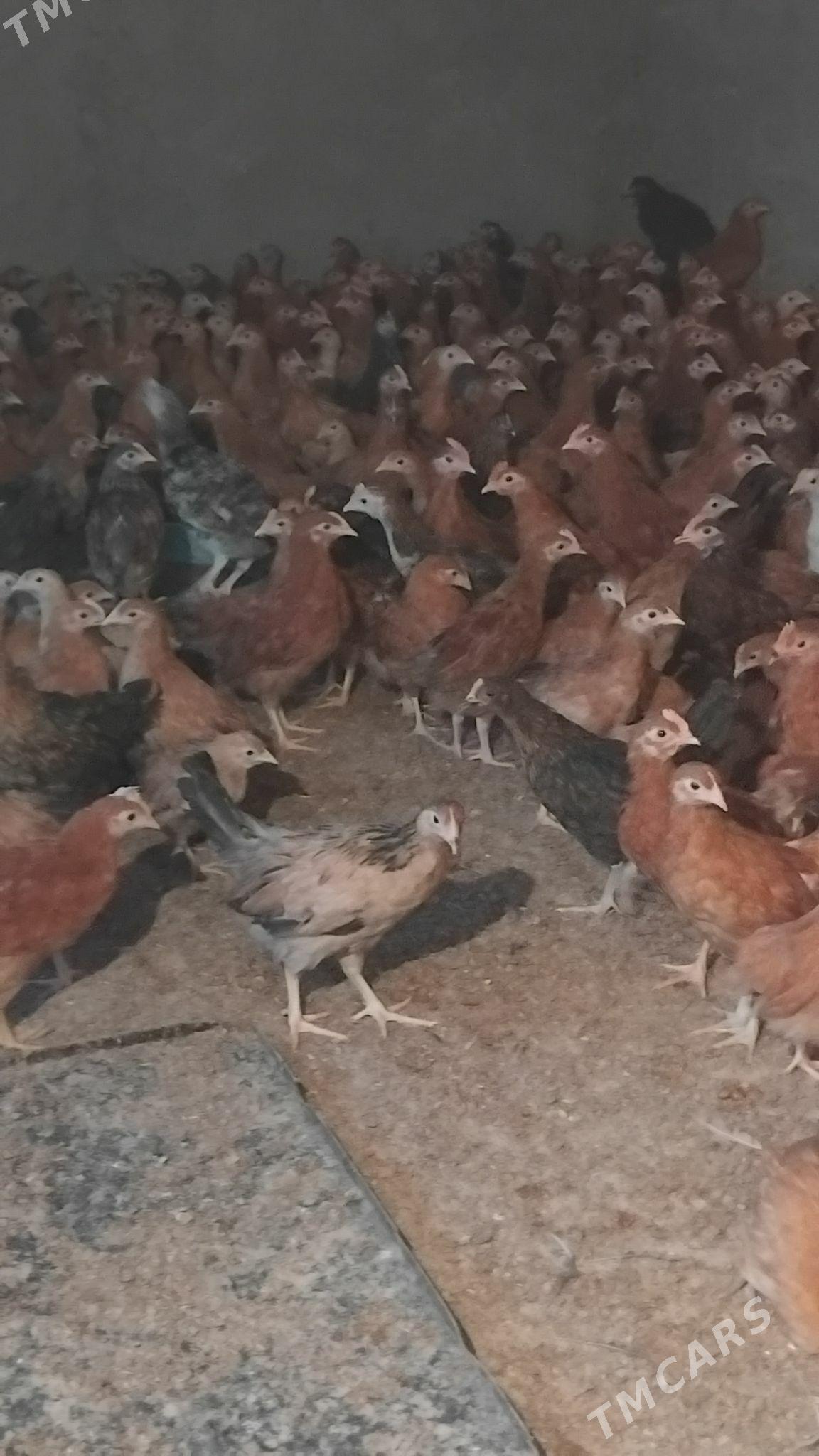 Towyk juje - Kaka - img 1