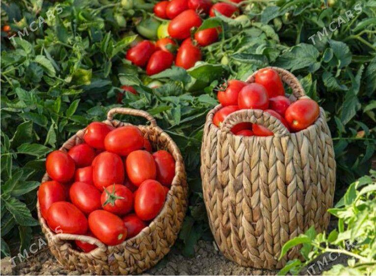 Pomidor tohum - Aşgabat - img 1