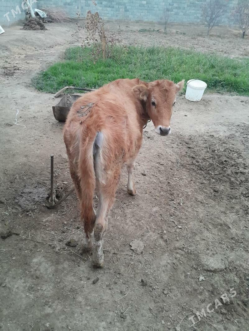 tuwe - Bäherden - img 1