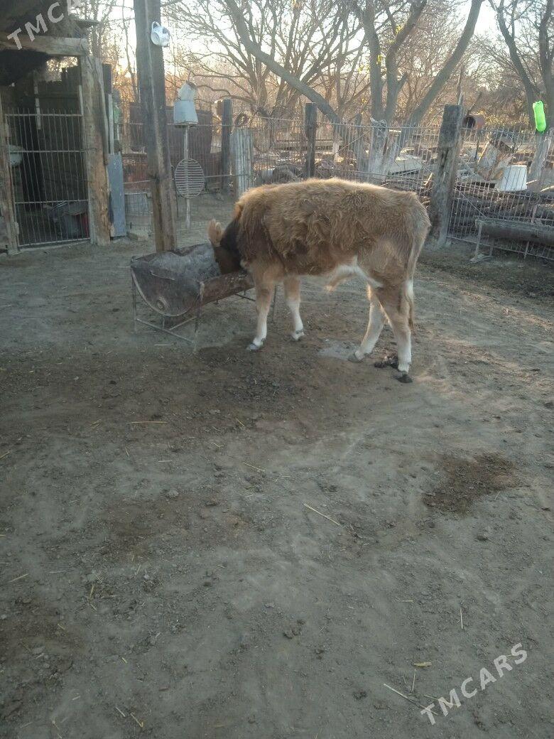 oküzçe - Берекет - img 1