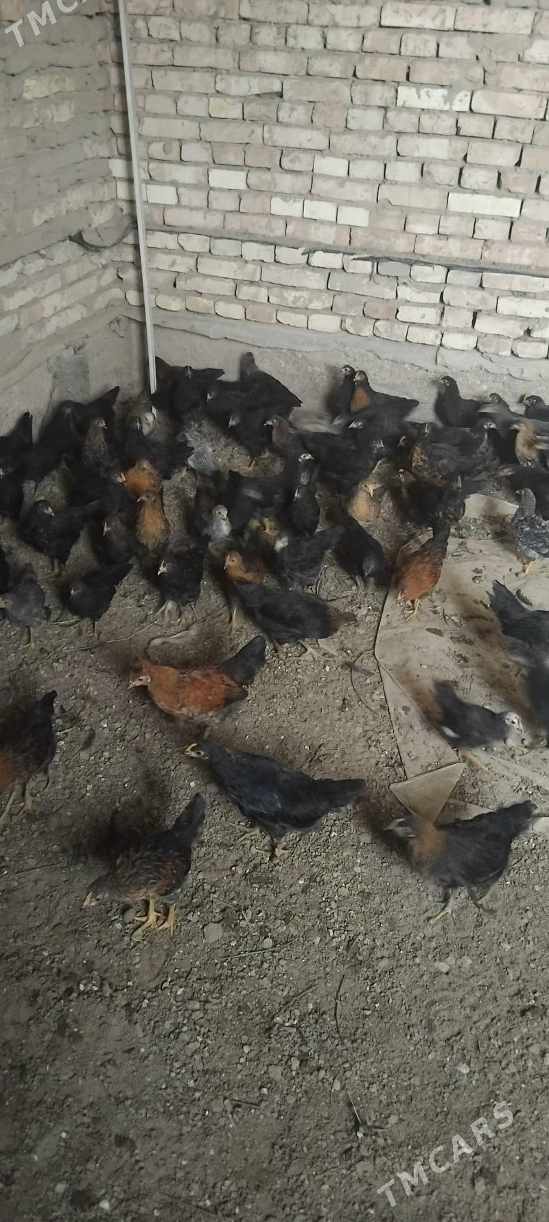 Juyje - Wekilbazar - img 1