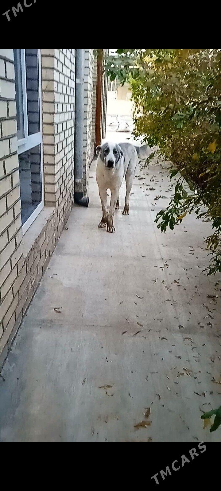 alabaý - Mary - img 1