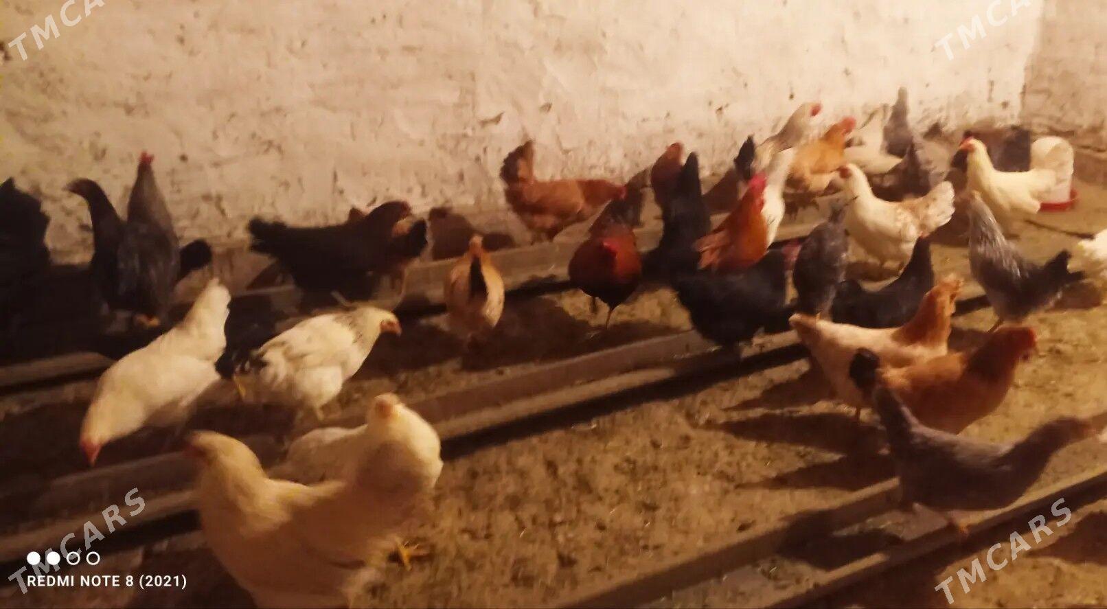 Towuklar we Horazlar - Sakarçäge - img 1