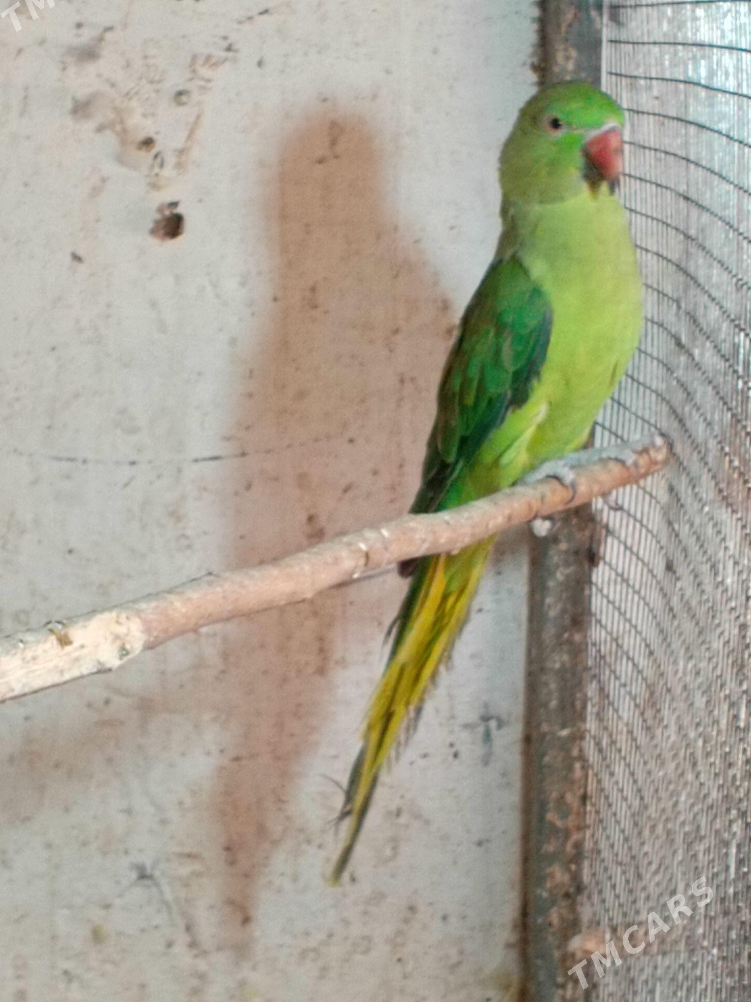 PAPUGAY GUS - Hitrowka - img 1