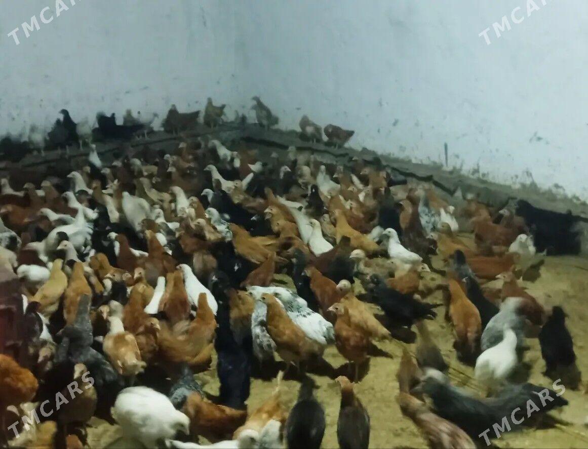 tovuk juyje - Sakarçäge - img 1