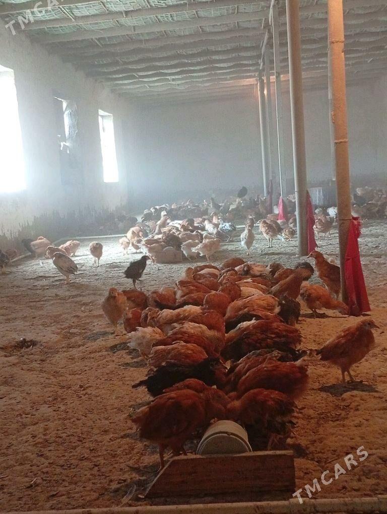 elin juyje - Bäherden - img 1