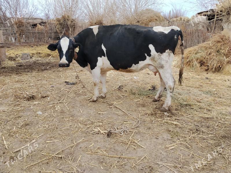 Golstein goleli - Фарап - img 1