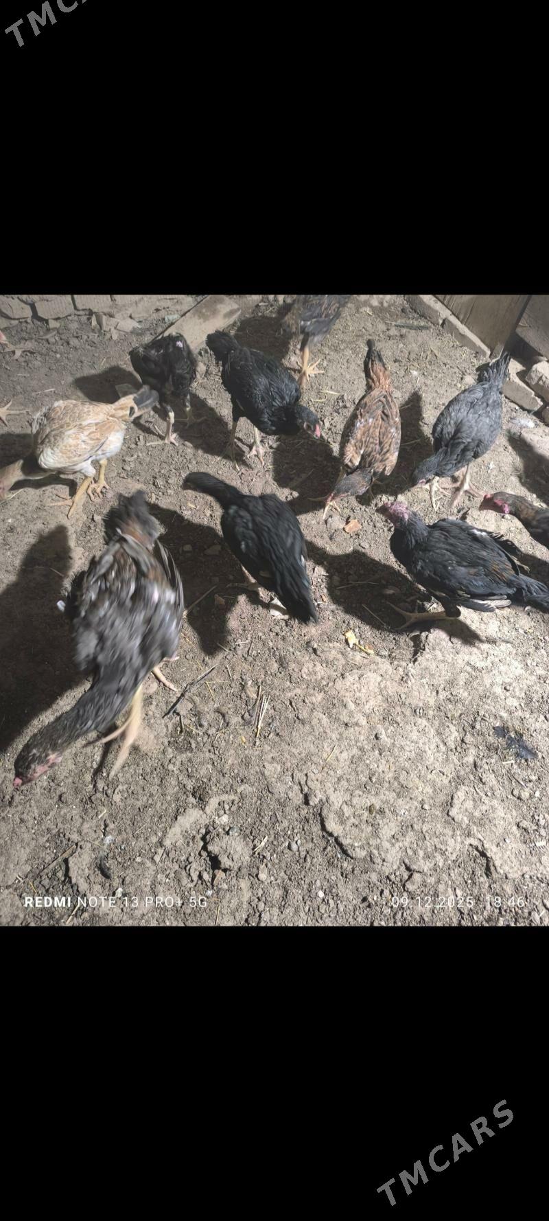 paroda juyje - Daşoguz - img 1