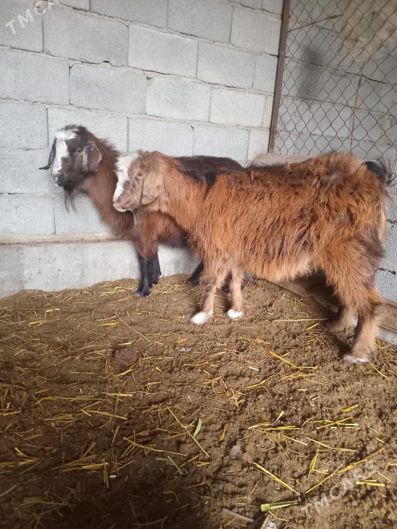 Geçi kelek - Яшлык - img 1