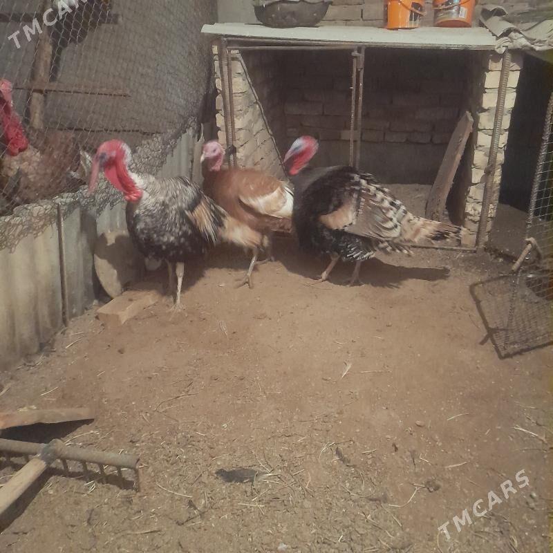 induklar , - Çärjew - img 1