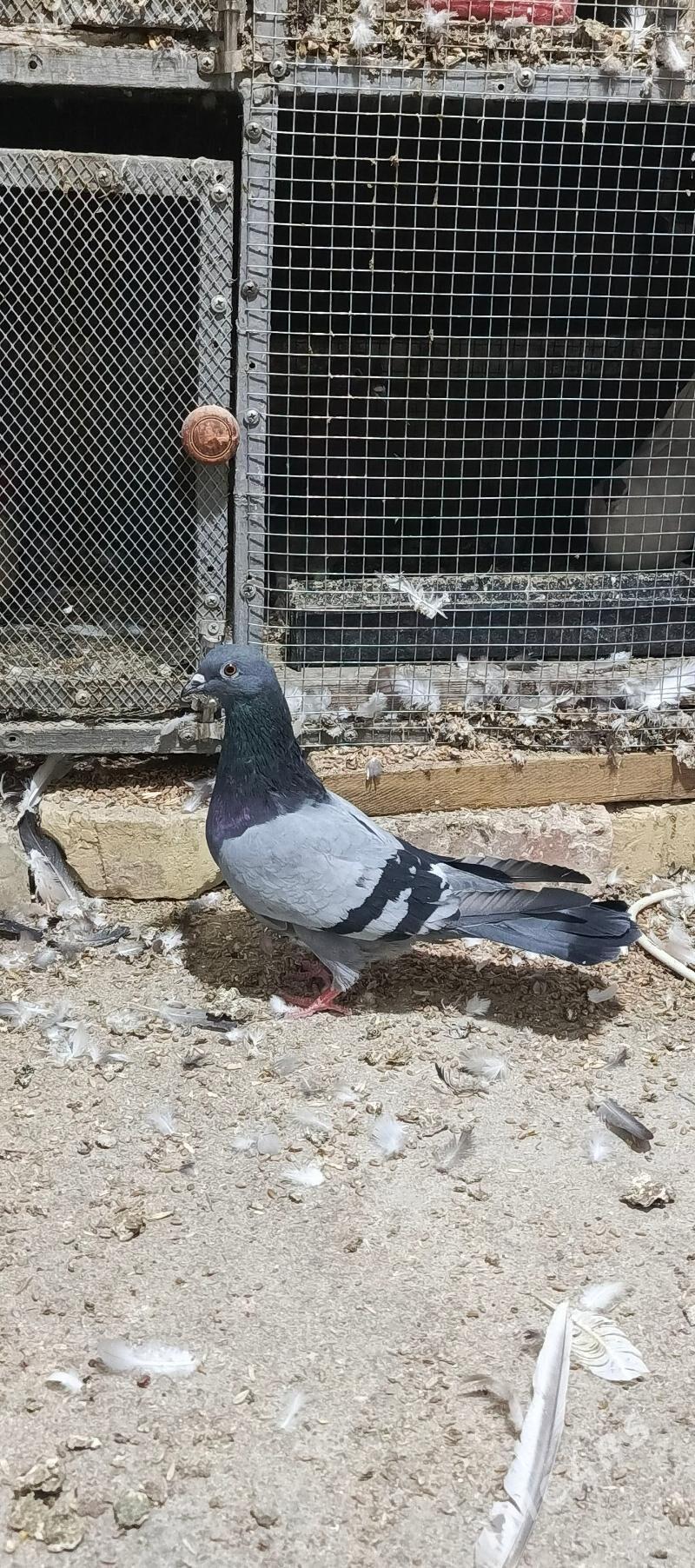 kepderi - Хитровка - img 1