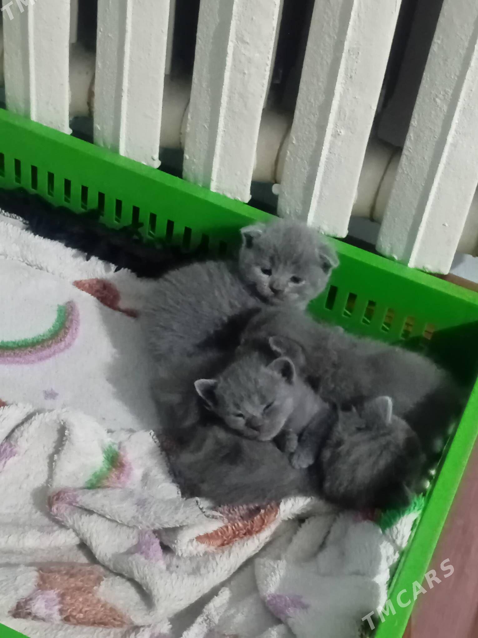 Шатлаская выслауха - Туркменабат - img 1