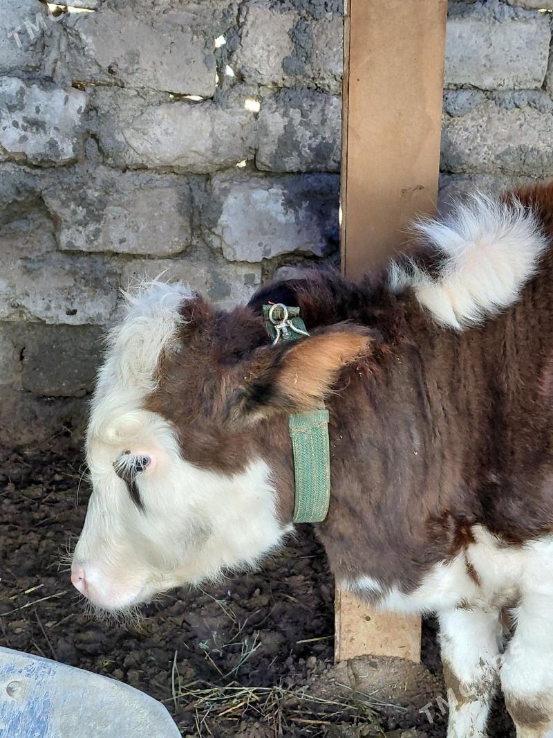 simental okuzce - Чоганлы - img 1