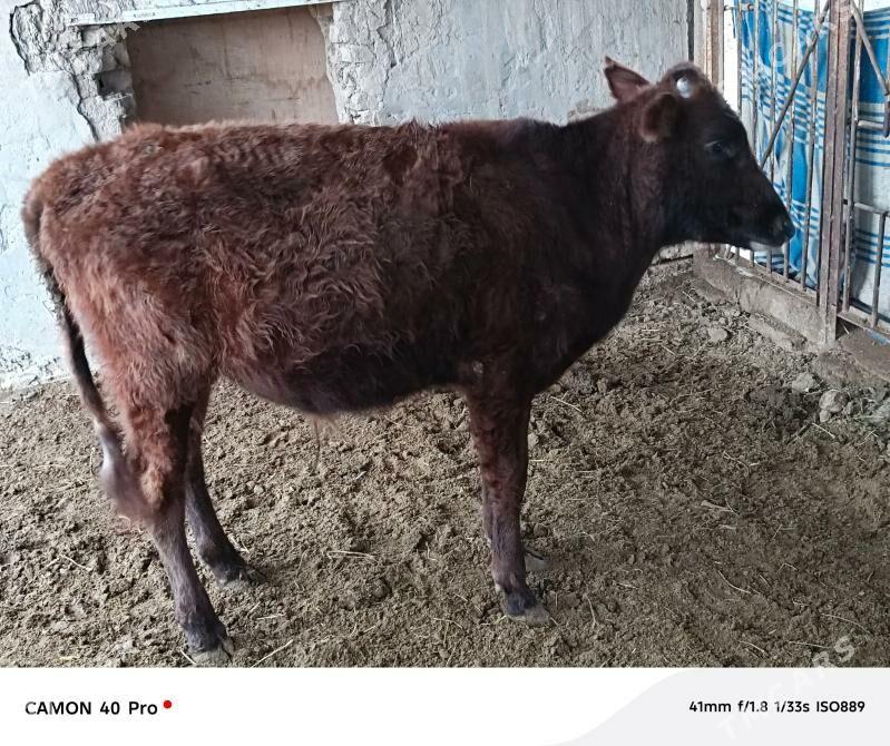 Öküzler 3sany - Мары - img 1