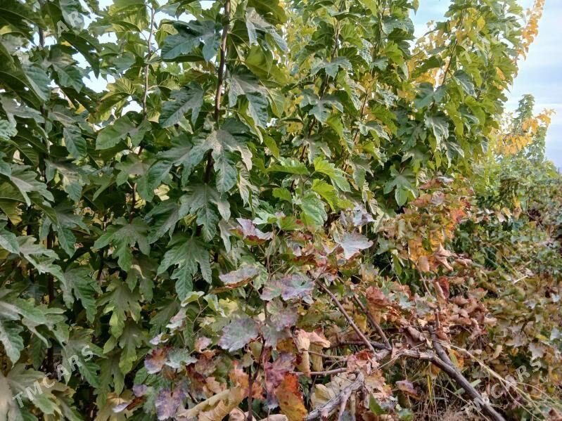 Şa tuwt - Gökdepe - img 1