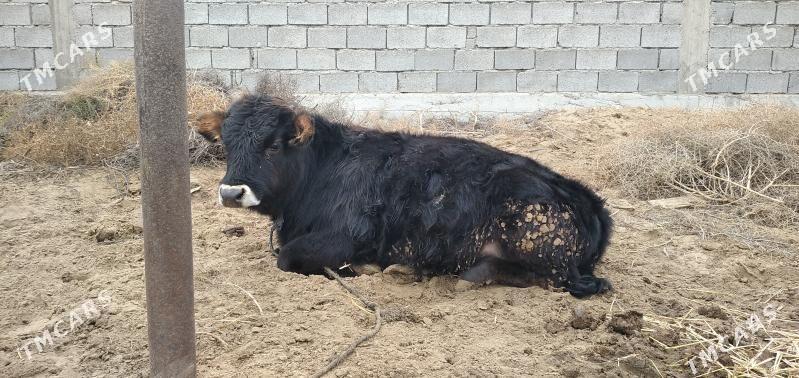 1 ýaşap baryan oküzler - Gökdepe - img 1