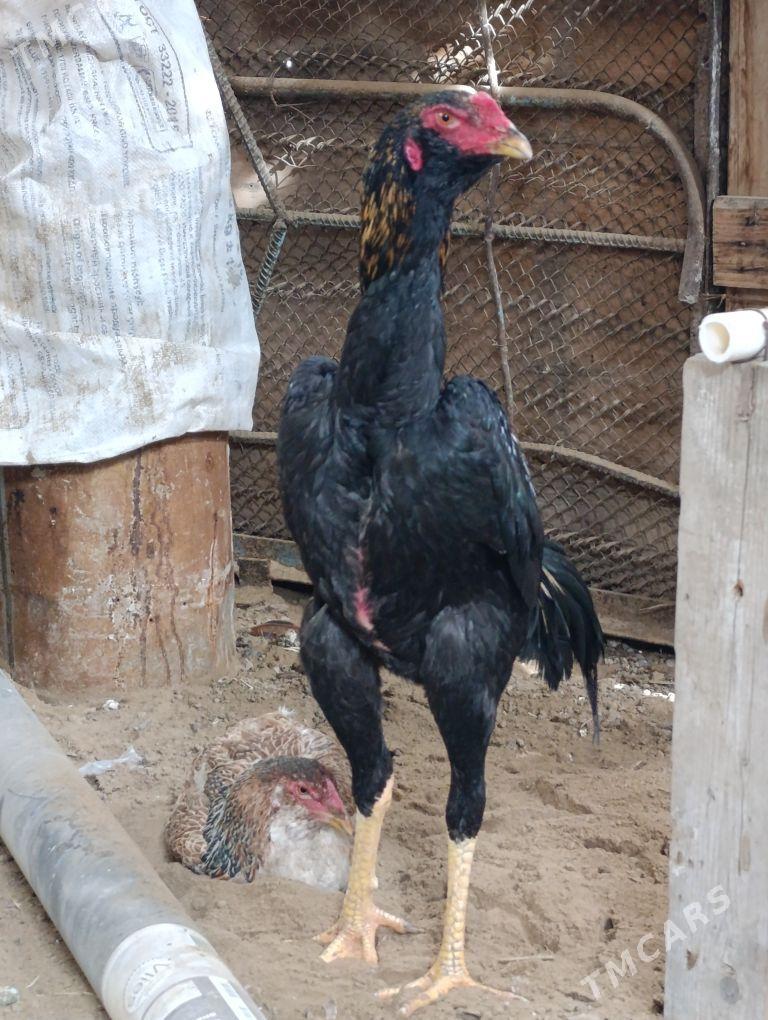 horoz - Gypjak - img 1