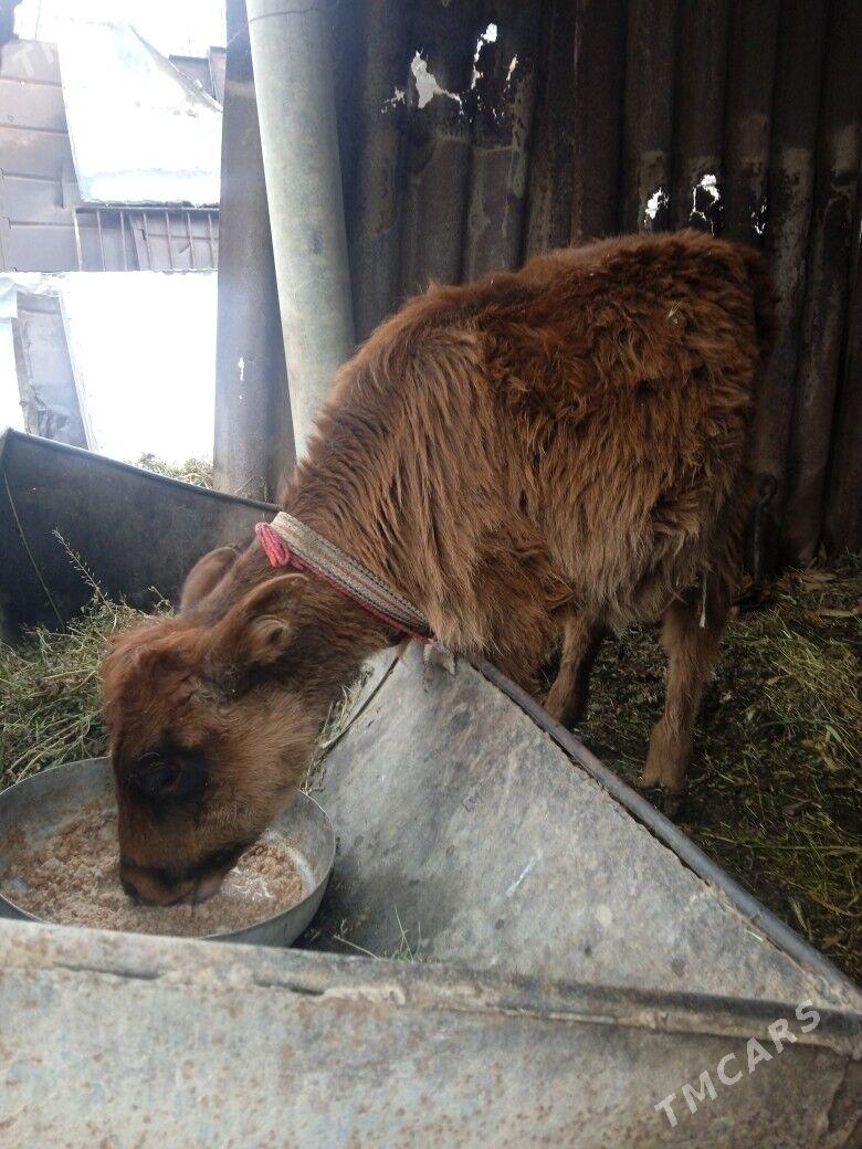 Gulajyn - Mary - img 1