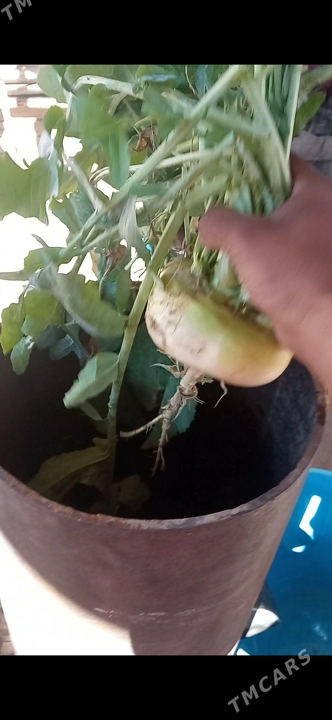 Drabilka Дробилка - Фарап - img 1