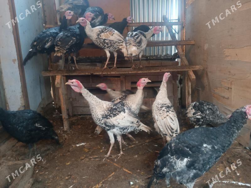 индюки - Мары - img 1