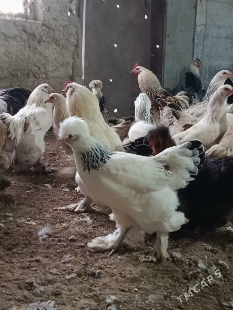 balgar towuk - Änew - img 1