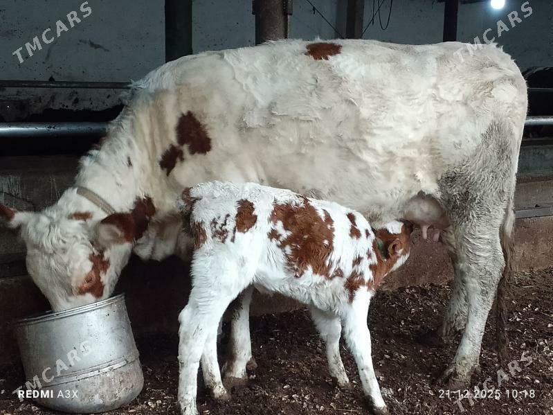 Göleli sgr - Türkmenabat - img 1