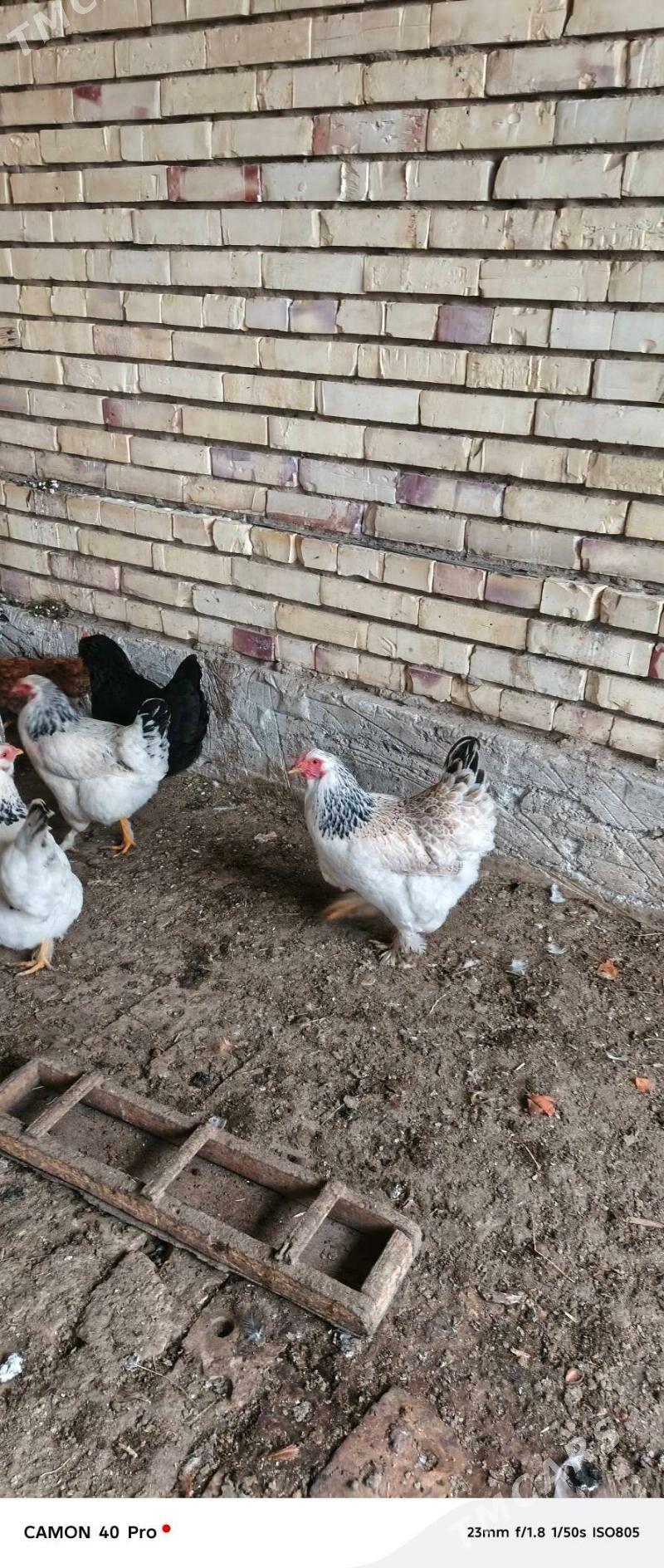 Towuk balakly - Мары - img 1