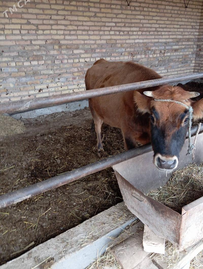 Saglyk sygyrlar - Чарджоу - img 1