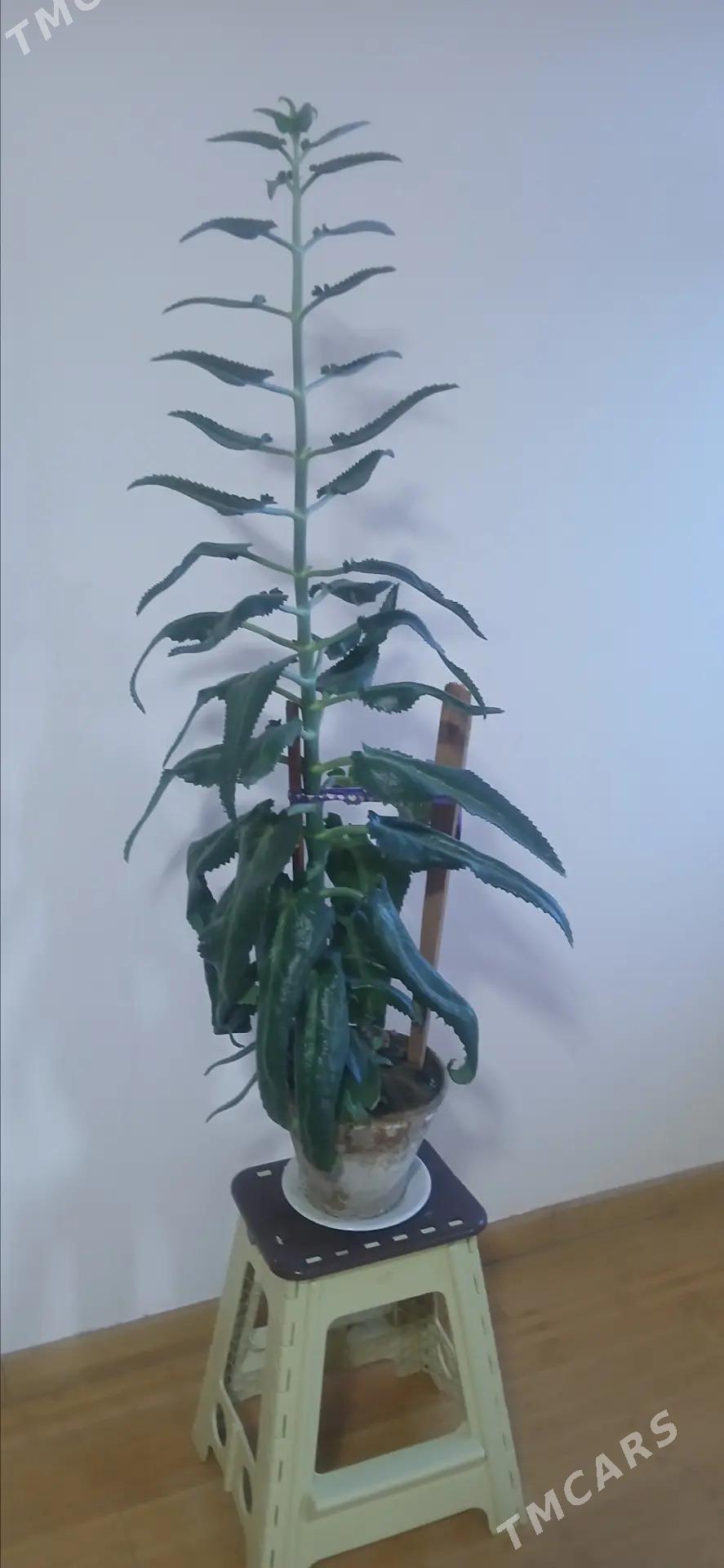 Каланхоэ - Туркменбаши - img 1