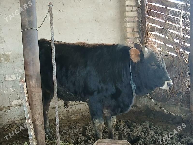 OKUZ yeri MANE - Теджен - img 1