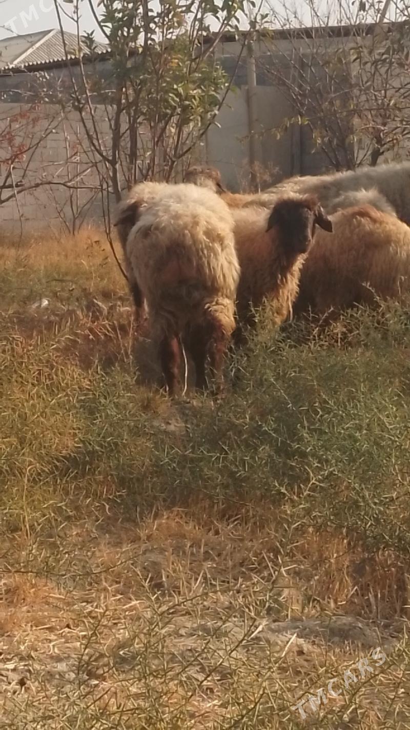 Goyun - Gökdepe - img 1