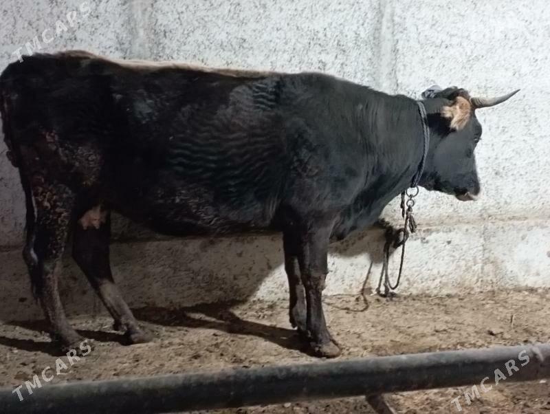 gysyr Sygyr - Гёкдепе - img 1