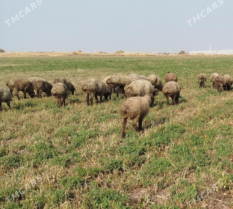 Goýun işşek - Бахарден - img 1